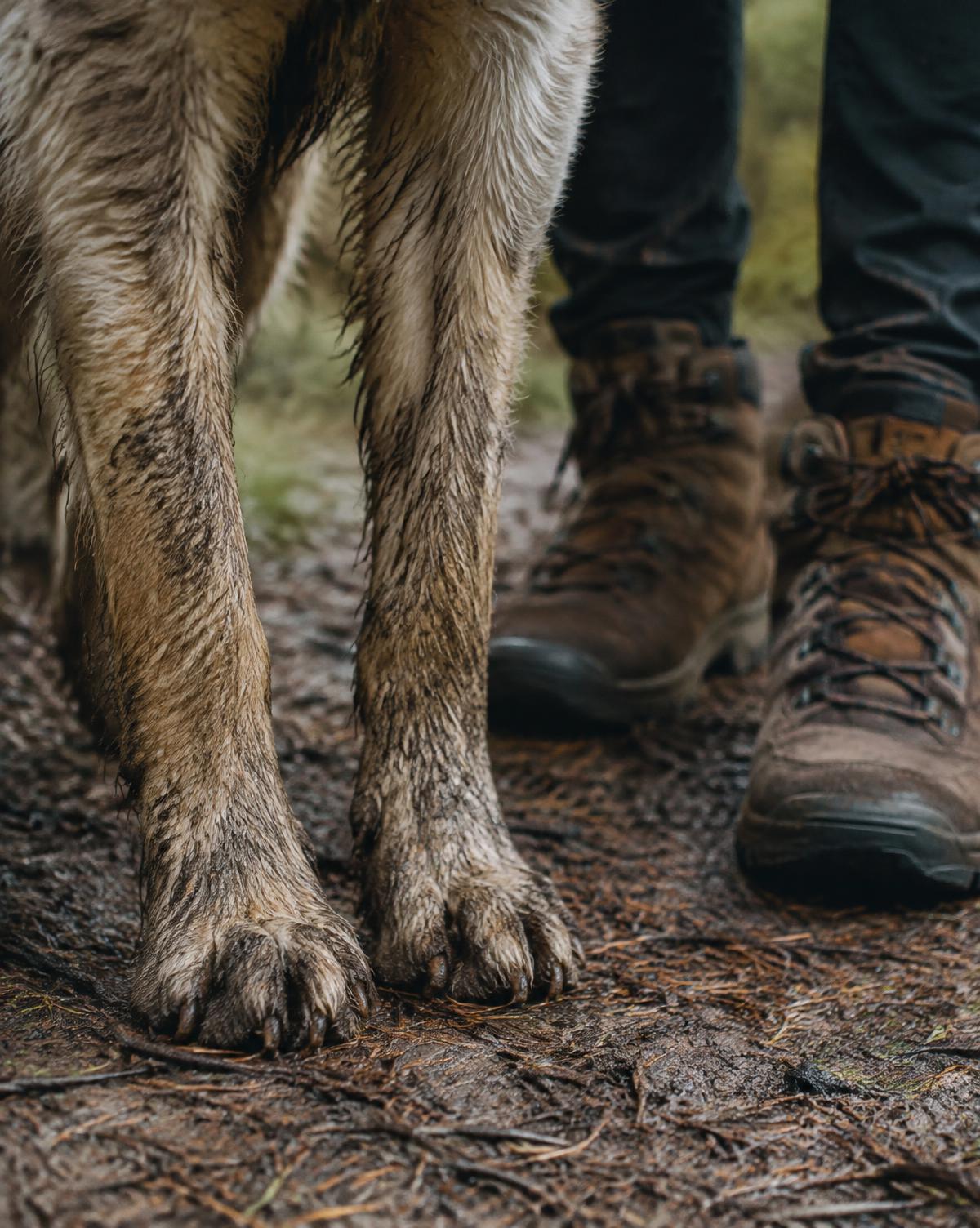 Muddy dog paws beside hiking boots on a forest trail